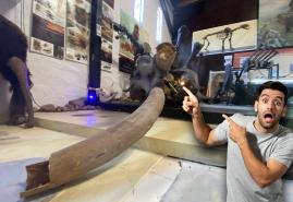 Mammut-Drama in Brügge: Museum „Tor zur Urzeit“ braucht deine Hilfe