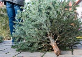 Weihnachtsbaum entsorgen in Kiel: Alle Sammelstellen und Regeln