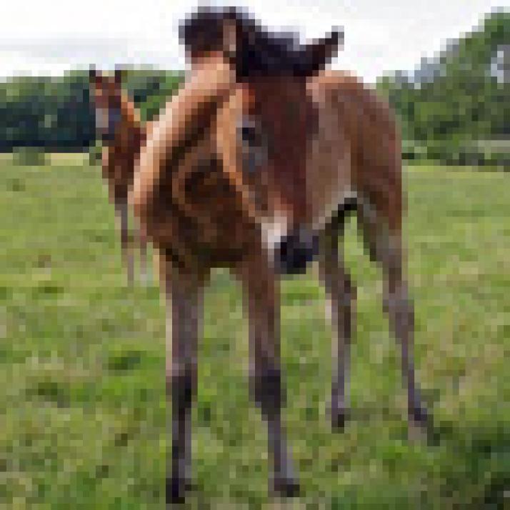 Reiten in ländlicher Idylle