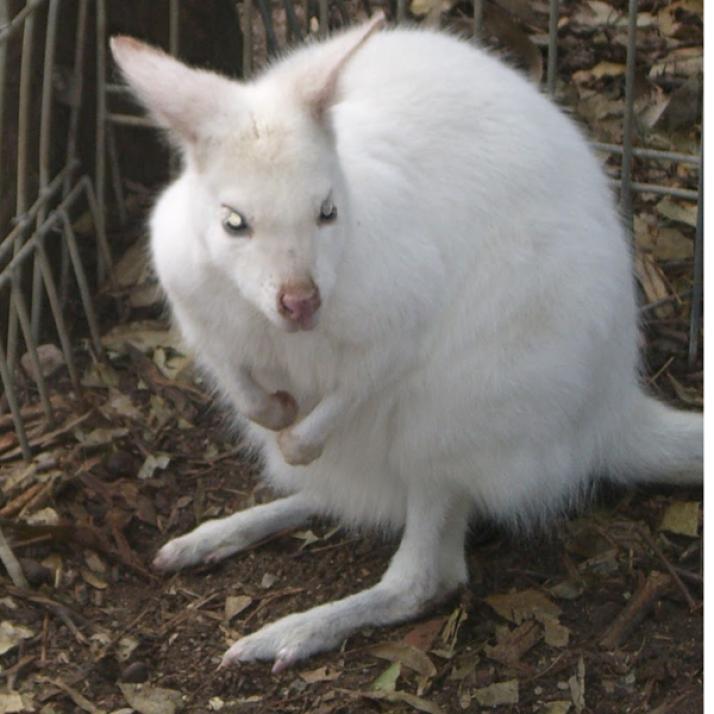 Weißes Känguru auf Abwegen