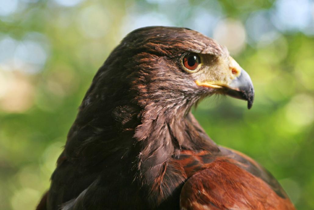 Frei wie ein Vogel