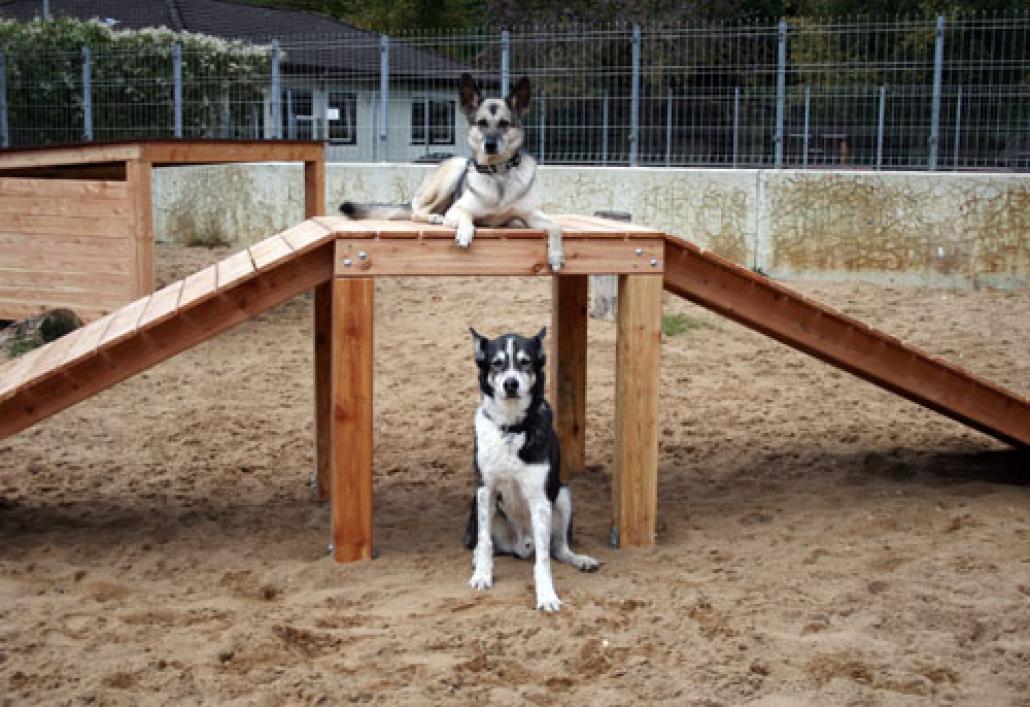 „Das Tierheim ist wie mein Kind“