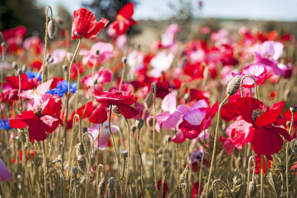 10 Tipps: So machen Sie Ihren Garten frühlingsfit