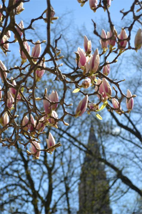 Frühjahrs-Fotowett-bewerb: die Gewinner