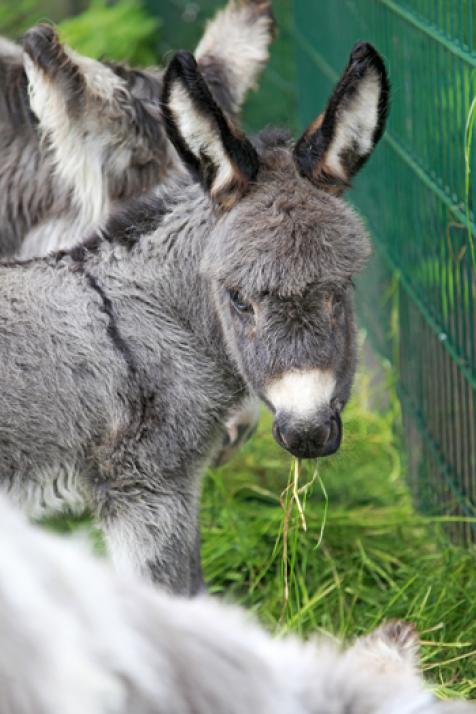 Thore tut’s … Tiere pflegen