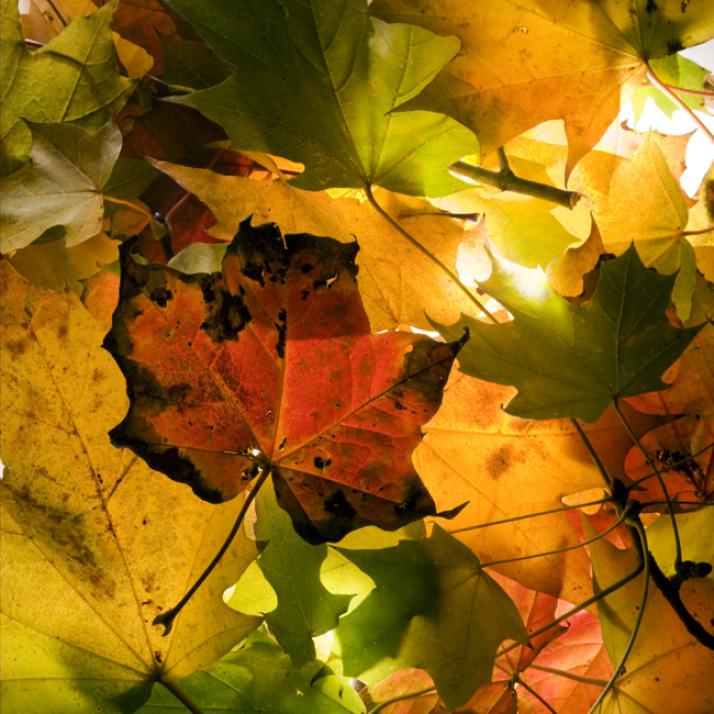 Langes Herbstwochenende in der Holtenauer
