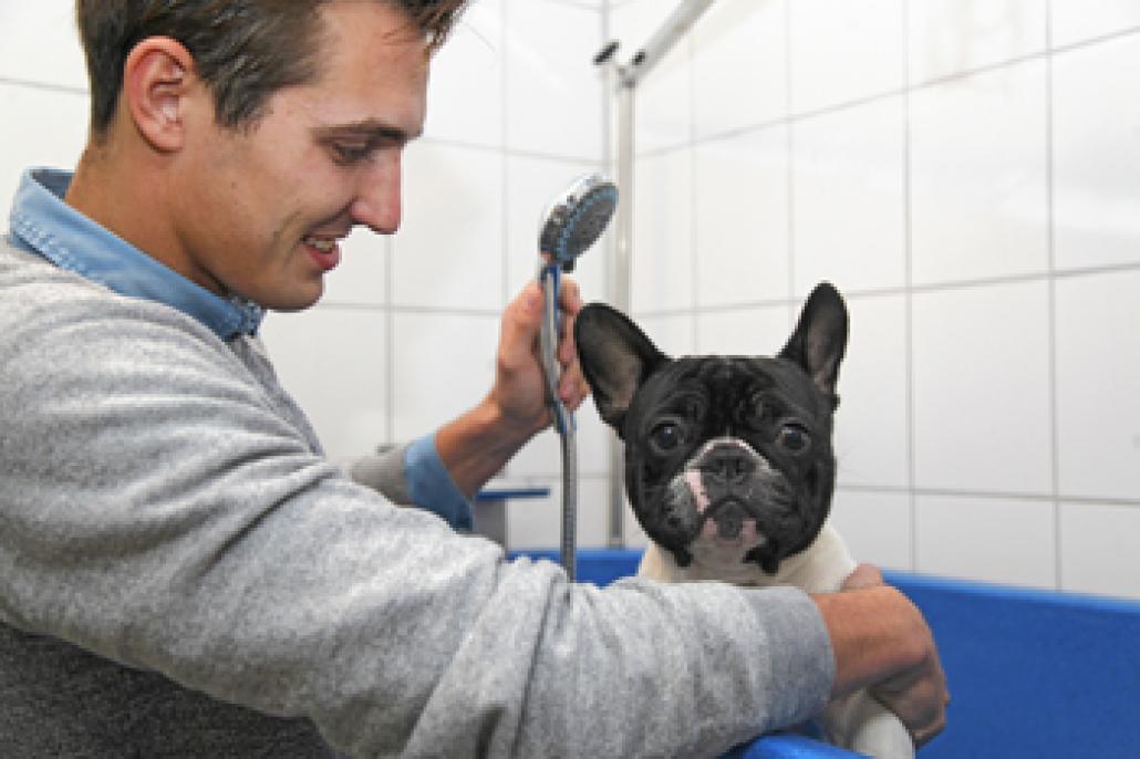 Thore tut’s … Hunde frisieren