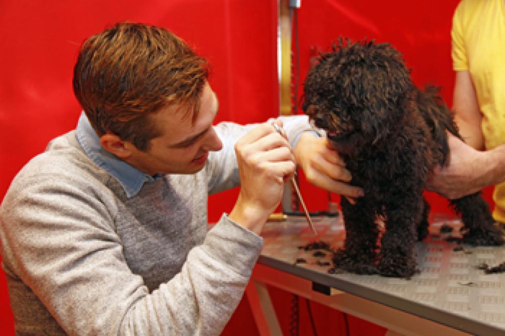 Thore tut’s … Hunde frisieren