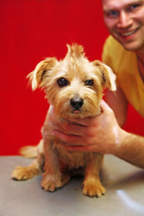 Thore tut’s … Hunde frisieren