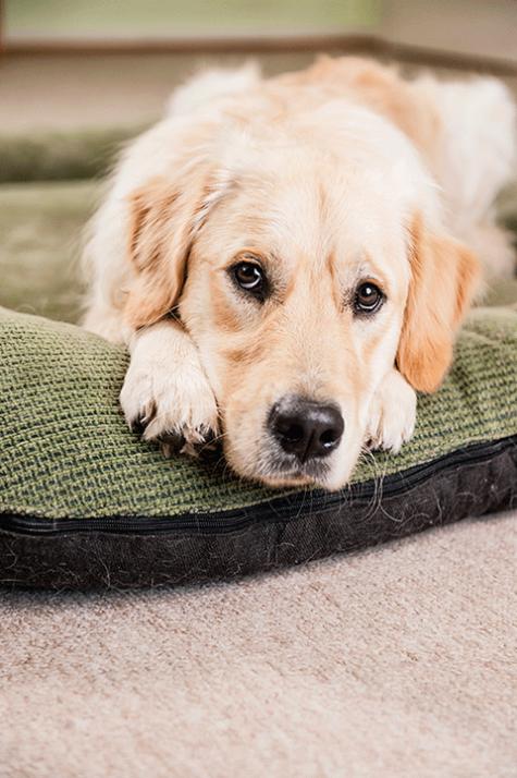 Golden-Retriever-Rüde Kalle