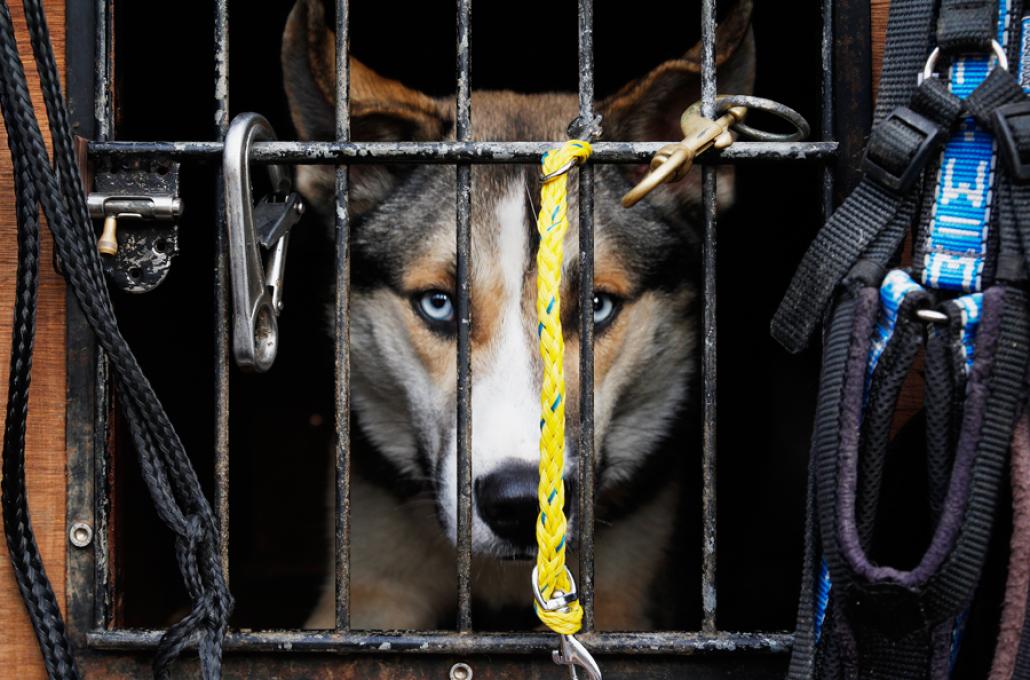 Husky Hurricane ganz entspannt in seiner Auto-Box