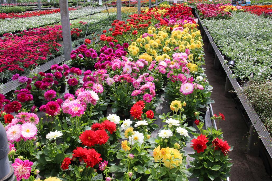 Mit diesen Pflanzen verzaubern Sie Ihren Garten