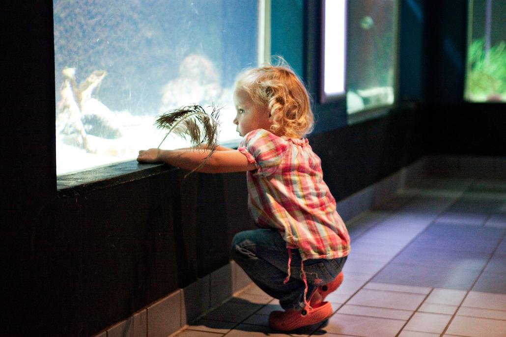 Ein kleines Mädchen beobachtet gespannt die Fische im Aquarium GEOMAR 