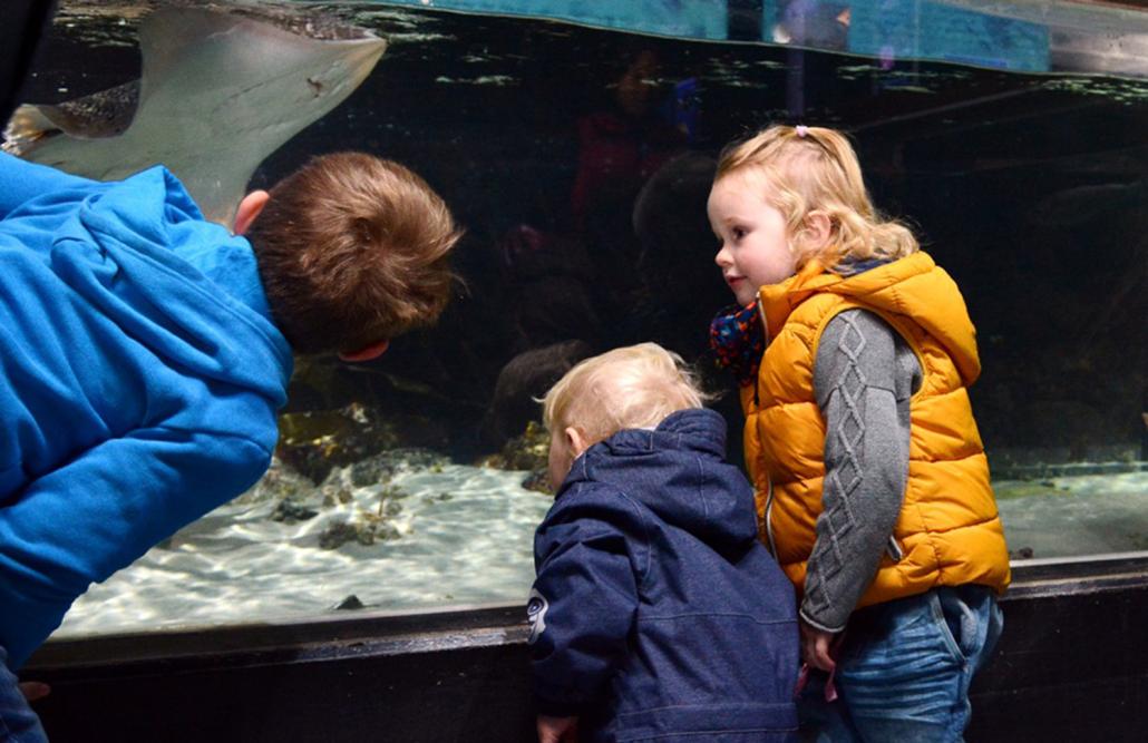 Im Aquarium GEOMAR und der Kunsthalle zu Kiel haben Groß und Klein die Chance, am Sonntag, den 6. Dezember, einen spannenden Blick hinter die Kulissen zu werfen...