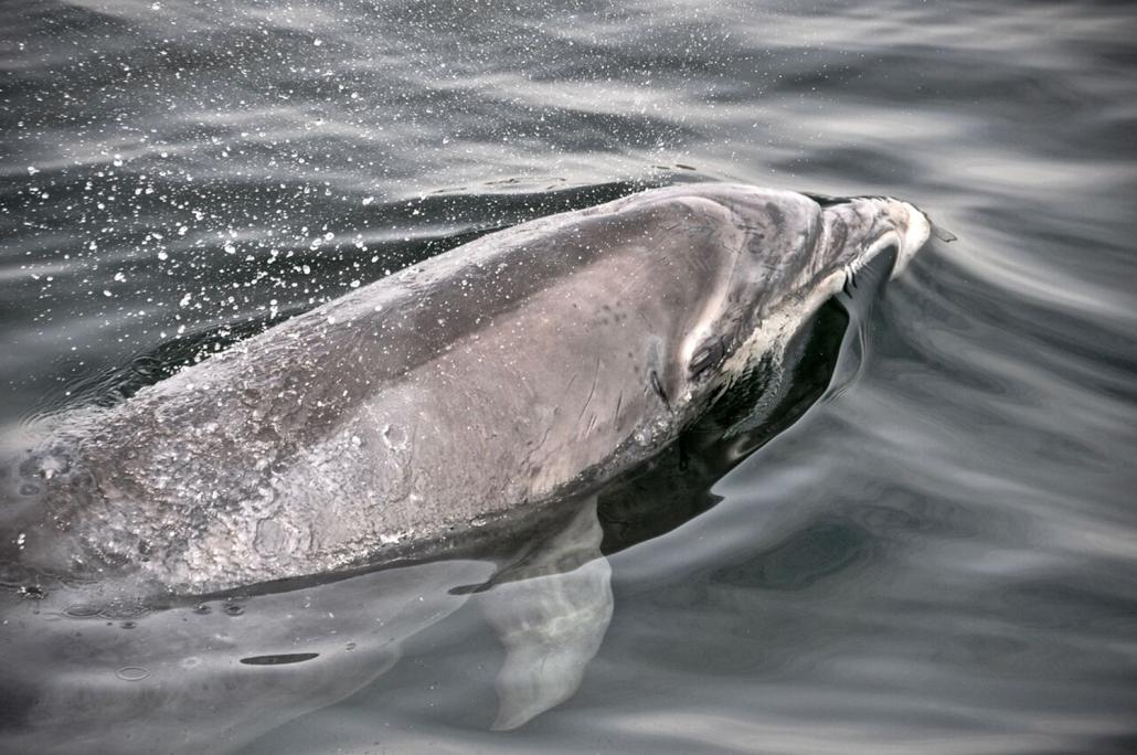 Till Schauder tauchte in der Kieler Förde Seite an Seite mit Delfinen 