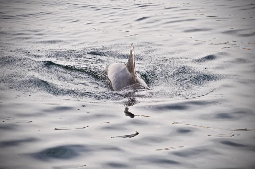  Pirouetten drehen mit Delfinen