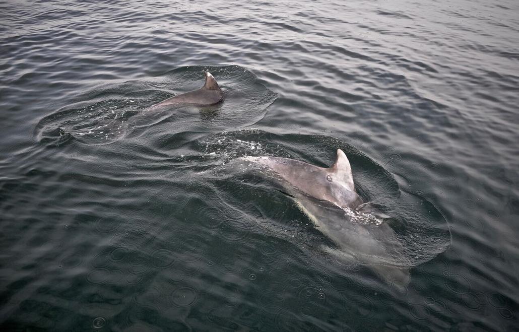  Pirouetten drehen mit Delfinen