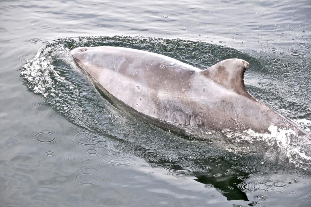  Pirouetten drehen mit Delfinen