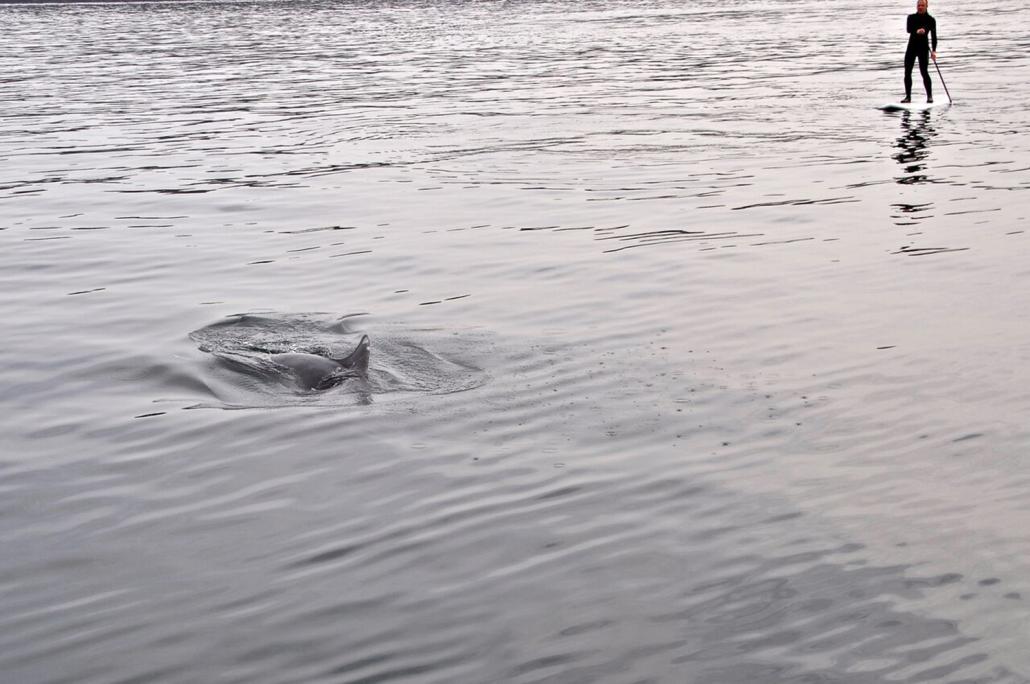  Pirouetten drehen mit Delfinen