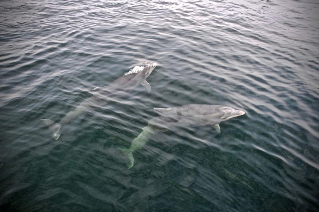  Pirouetten drehen mit Delfinen