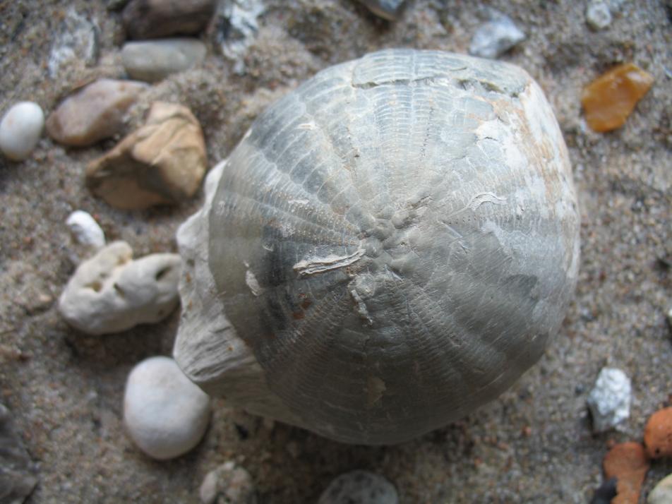 Der Strandspaziergang, ist nur eines von vielen tollen Angeboten während des Kultursommers