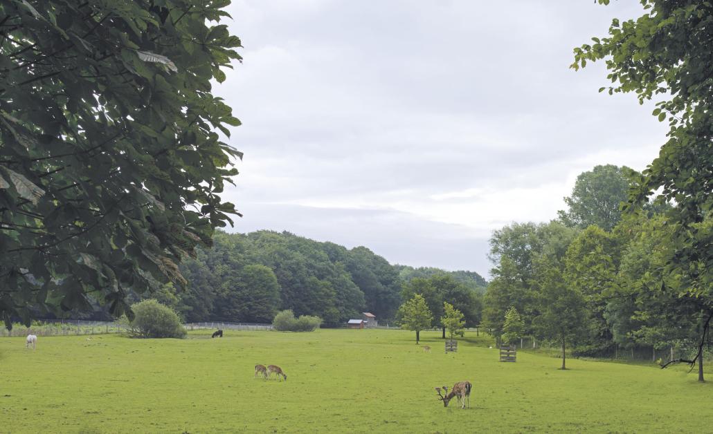 Im Tiergehege Tannenberg kann man nicht nur Wildtiere bestaunen, sondern auch ganz entspannt picknicken