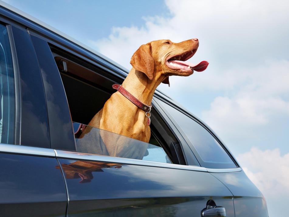Bei sommerlichen Temperaturen heizt sich das Auto extrem schnell auf, was besonders fatal für dort eingeschlossene Kinder und Hunde ist