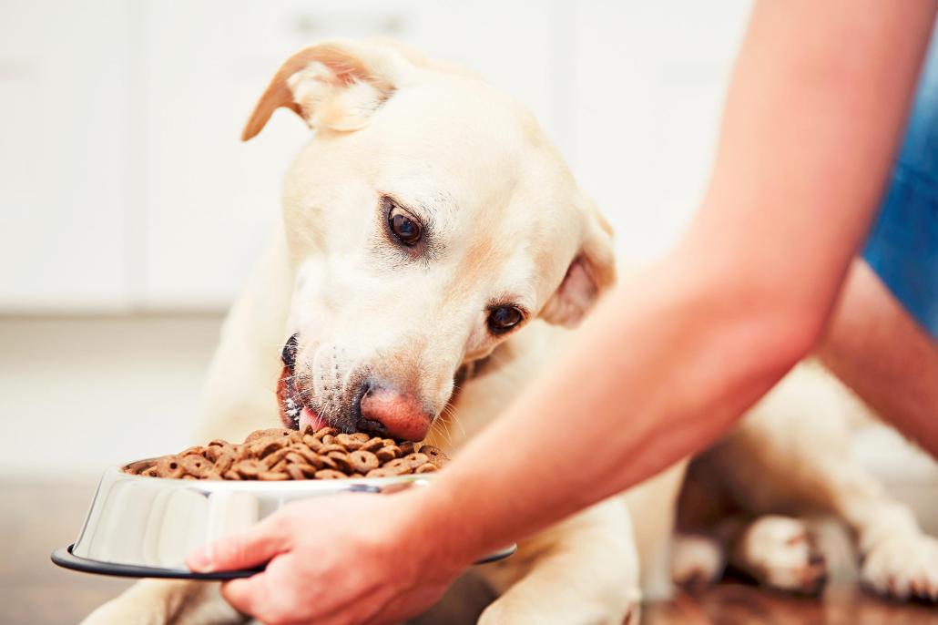 Welches Hundefutter bekommt Ihrem Liebling am besten?