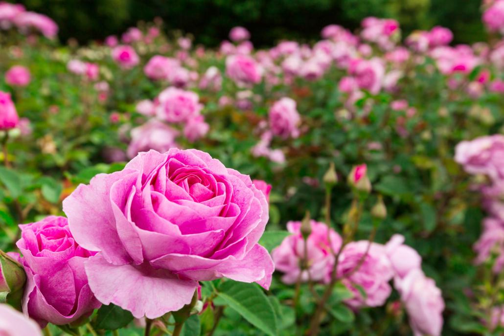 Rosen brauchen im Frühling besondere Pflege