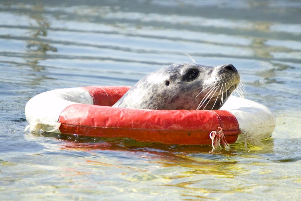 Einen Einblick in die spannende Unterwasserwelt erhält man im Aquarium am GEOMAR 