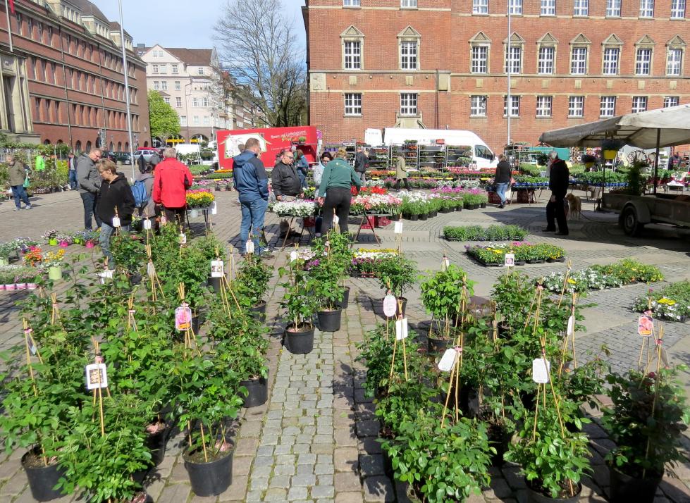 Gartenfreunde werden auf dem Geranienmarkt fündig 