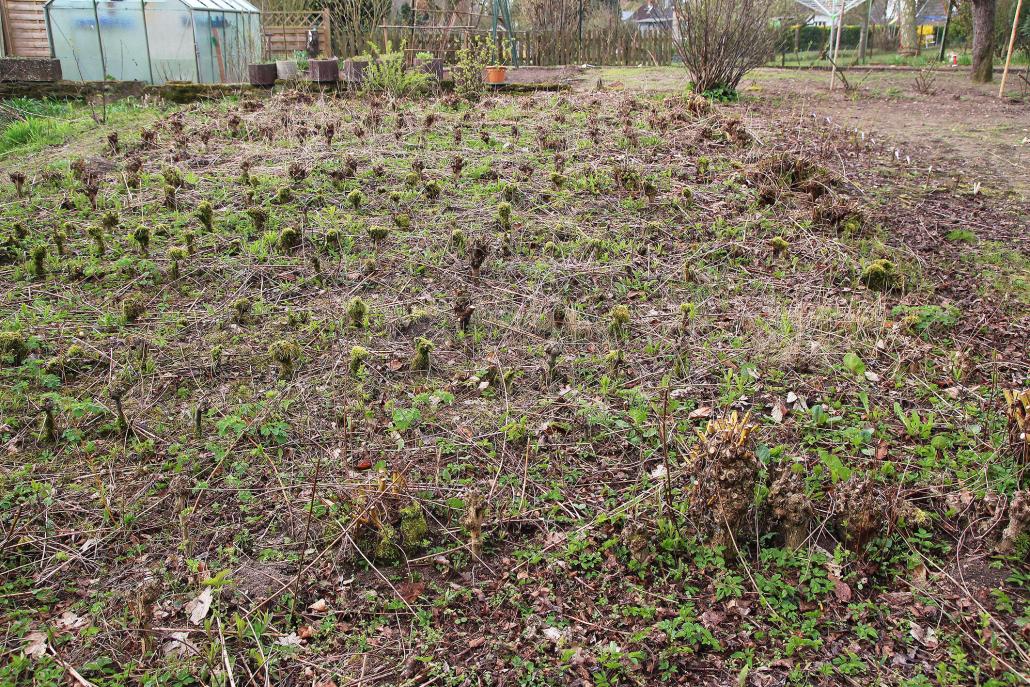 Familie Sell pflanzt in ihrem Garten selbst Weiden an