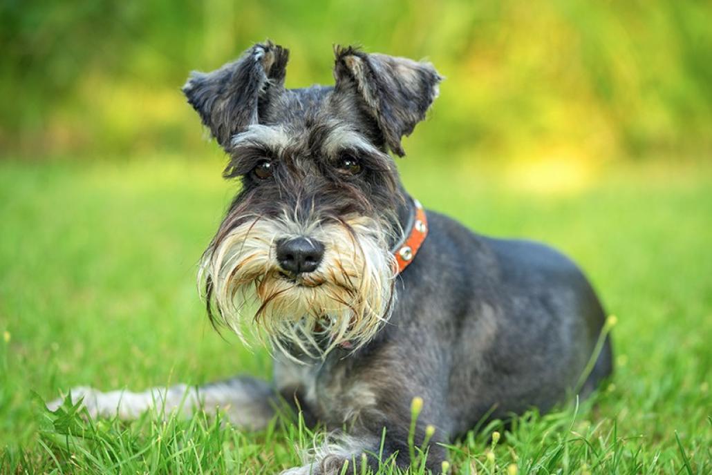 Amy liebt es, mit ihrem Hund, einem Mini-Schnauzer, spazieren zu gehen