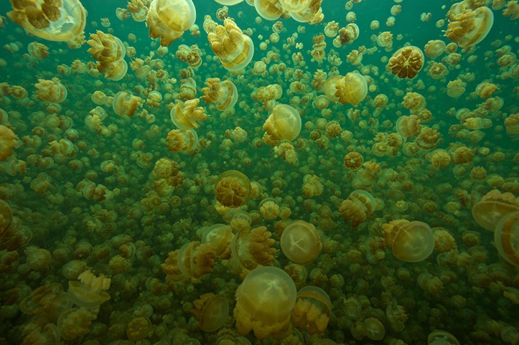 In der Fotoshow „Naturwunder Erde“ werden beeindruckende Naturaufnahmen gezeigt