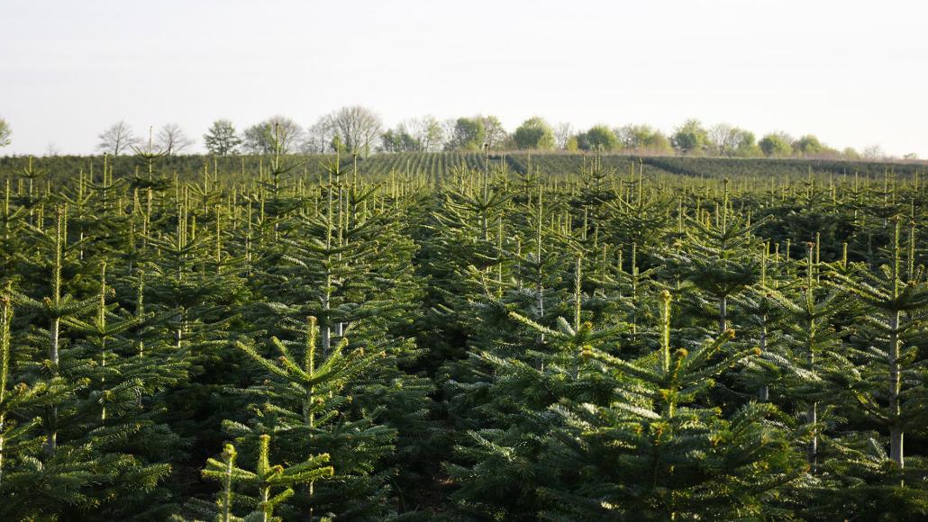 Mit einer Anbaufläche von 60 Hektar gehört das Gut Augustenhof zu den größten Weihnachtsbaum-Produzenten in Schleswig-Holstein