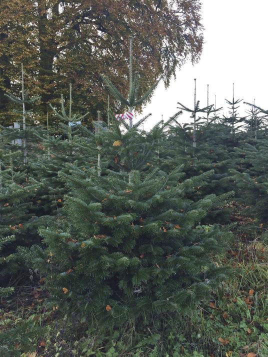 Prächtige Tannen aus Dobersdorf zieren zu Weihnachten die Wohnzimmer