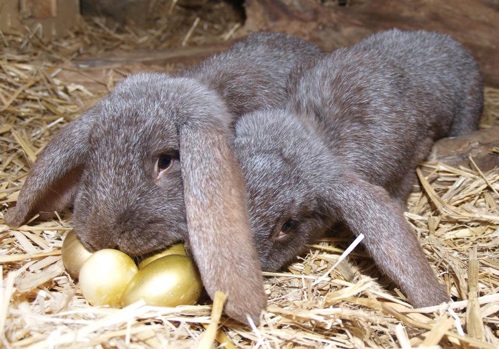 Diese zwei Langohren warten schon auf den Osterhasen