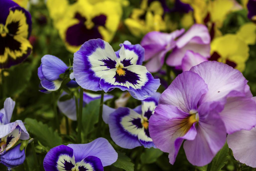 Frühblüher Im Garten Bunte Frühblüher für den Garten | KIELerleben