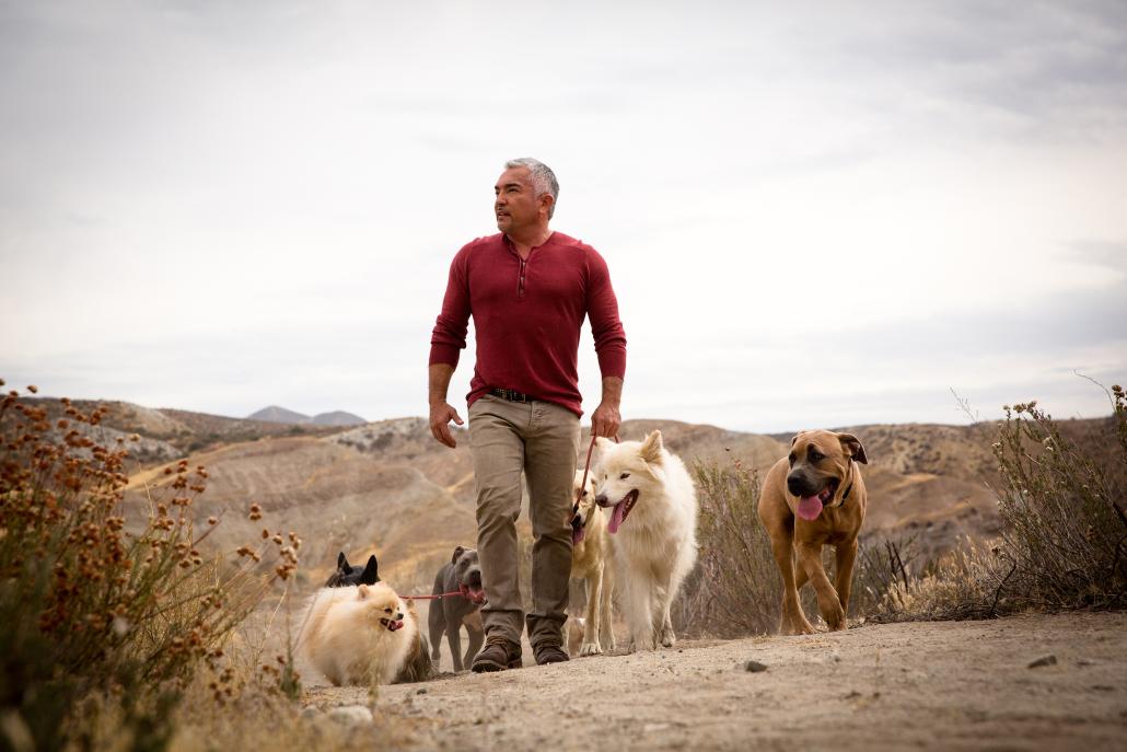 Cesar Millan ist am 24. April in der Sparkassen-Arena-Kiel zu Gast