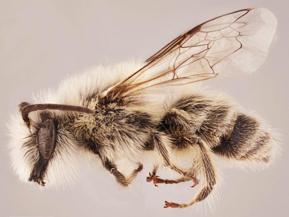 Der Kieler Entomologe ist Namensgeber einer neuen Bienenart