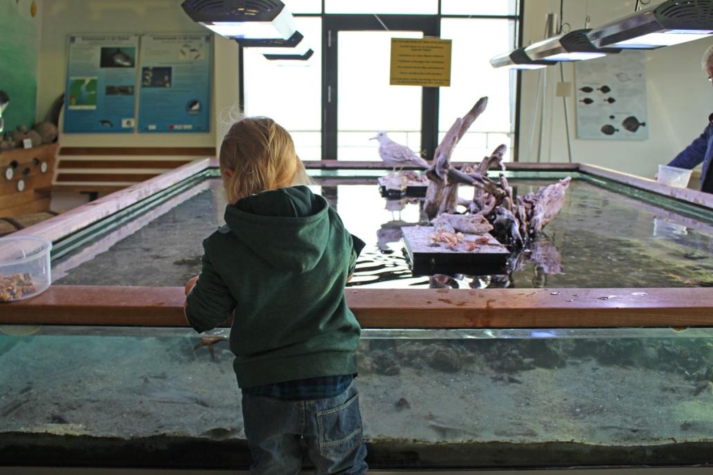 Für kleine (und große) Kinder ein riesiges Highlight: das große Fühlbecken im Ostsee Info-Center in Eckernförde