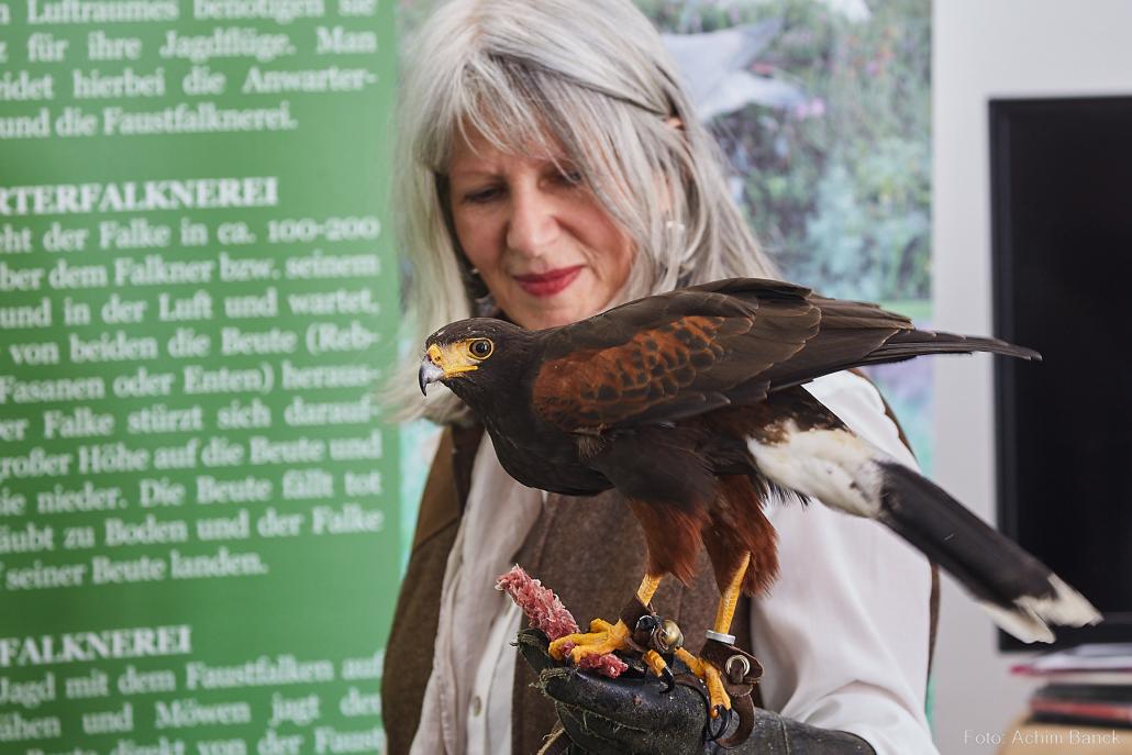 Bei der „Outdoor 2018 jagd & natur“ werden auch spannende Vorführungen mit abgerichteten Falken gezeigt