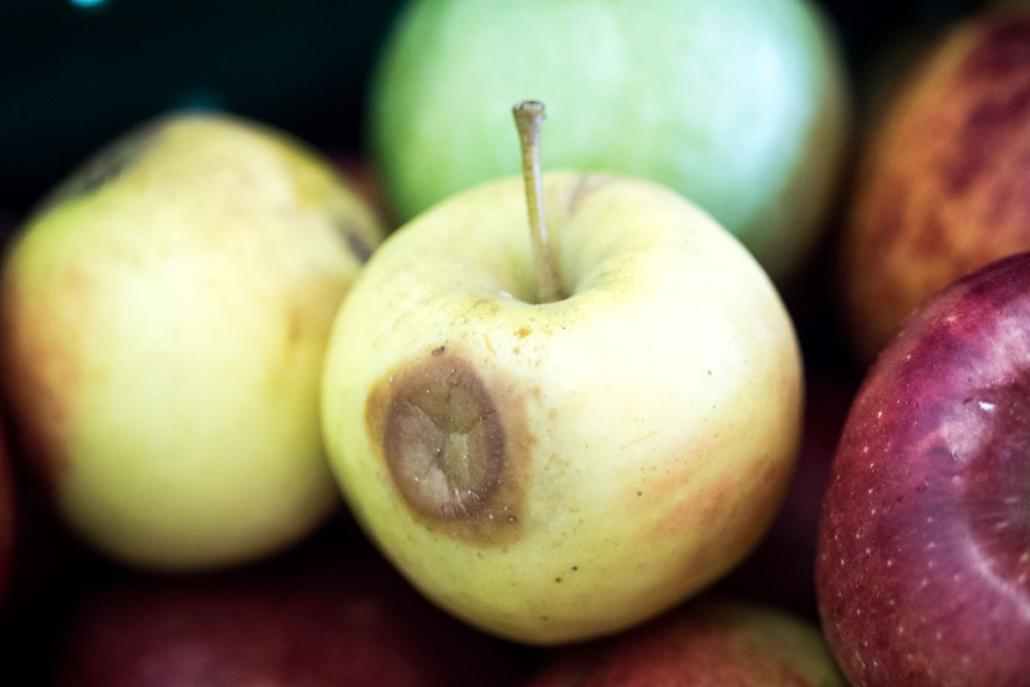 Oft reicht eine kleine Delle, damit der Apfel aussortiert wird. Diese Äpfel …