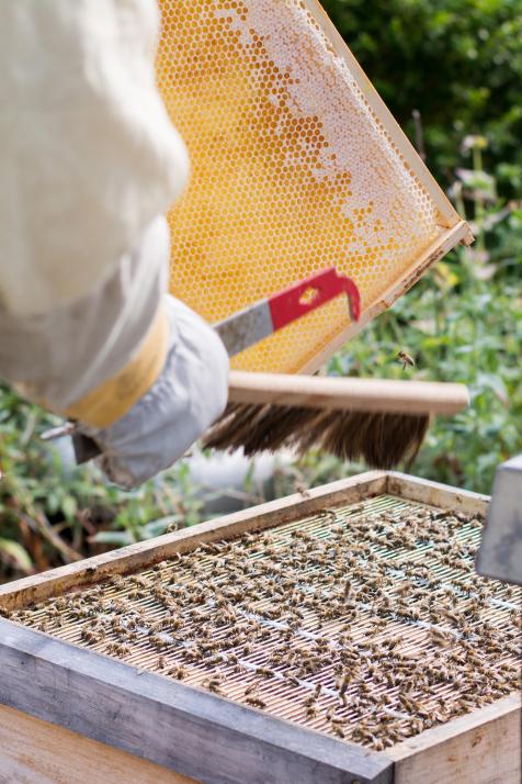 Zunächst werden die Waben von den Bienen befreit, ehe …