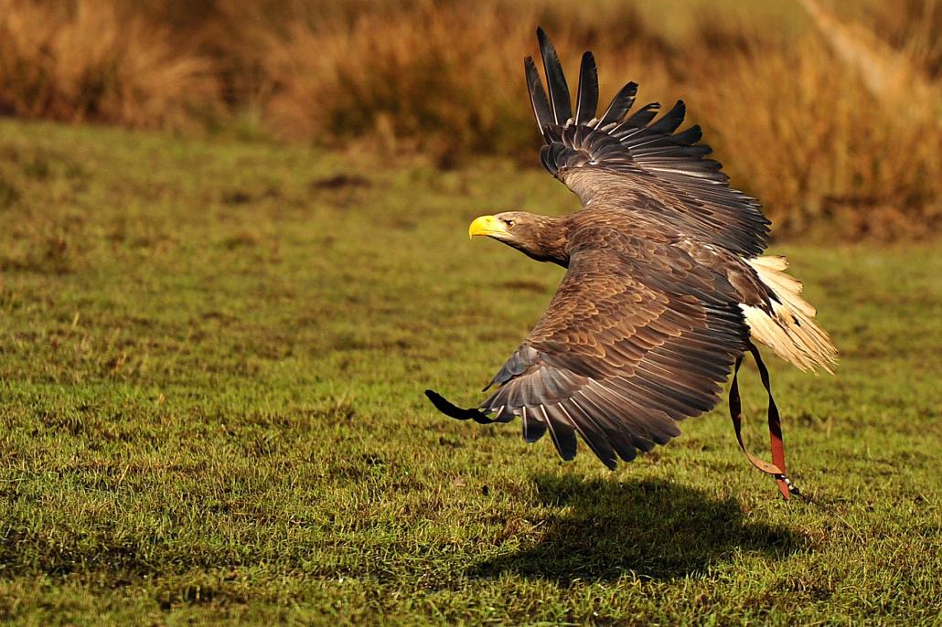 Faszination Seeadler