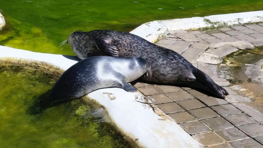 Viele Tierkinder wie dieses Seehundjunge mit seiner Mutter können im Tierpark Neumünster bestaunt werden