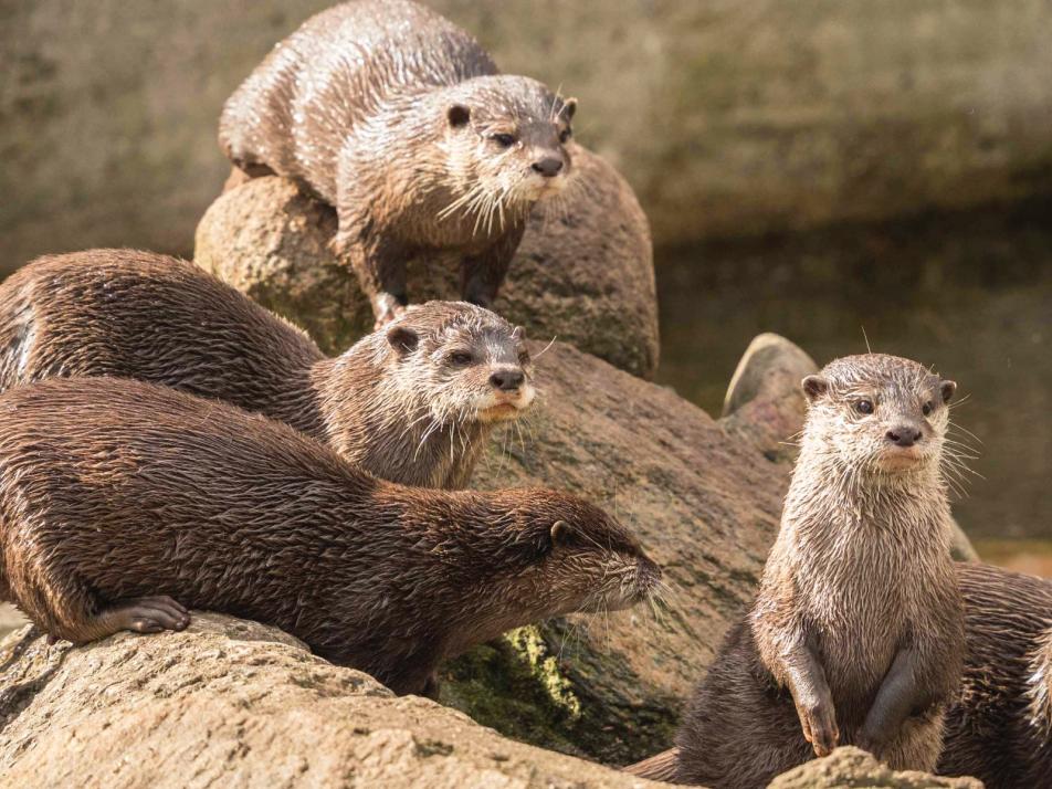Die Lieblinge aller kleinen Tierparkbesucher: die Otter