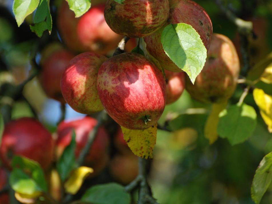 Es lebe der Apfel!  