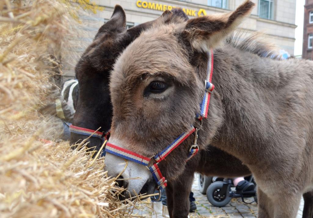 Tierfreunde sind auf dem Holstenplatz bestens aufgehoben