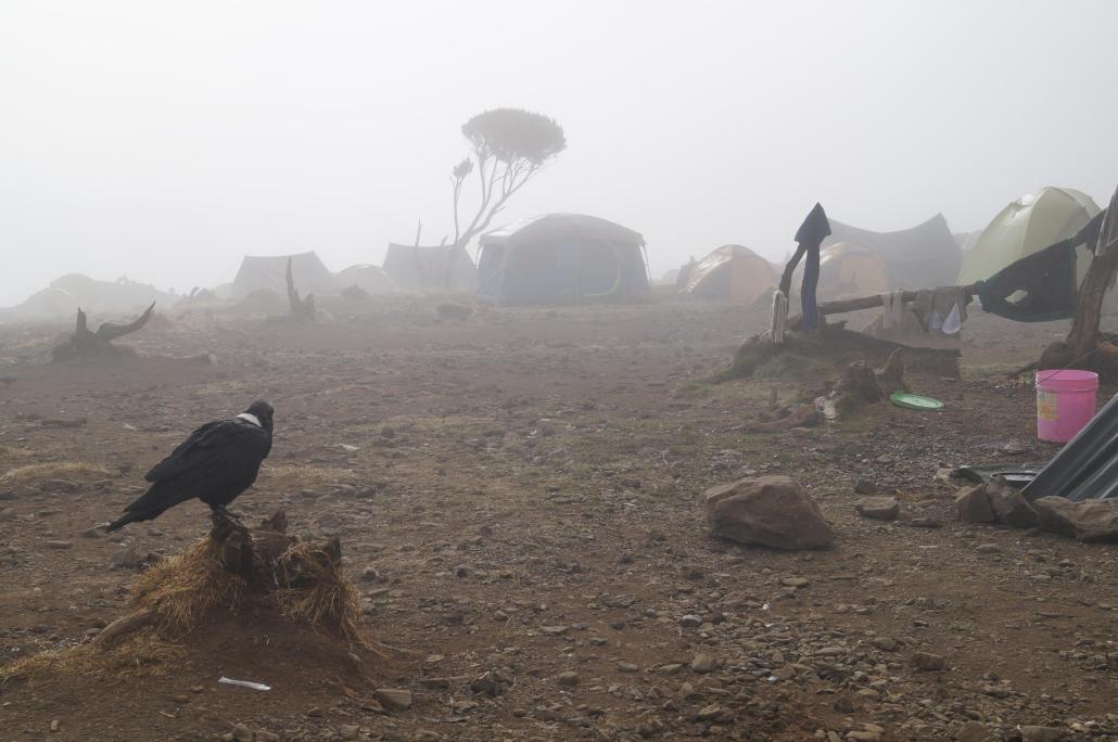 Dichter Nebel umgab das Camp am vierten Tag. Es
war nicht nur kalt, sondern auch ganz schön nass